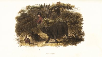 Slut, the female pig trained to be a pointer-dog or gun-dog by Richard Toomer, gamekeeper to Sir Henry Mildmay by English School