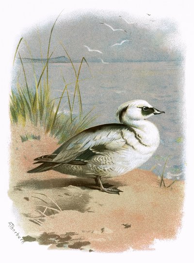 Smew by English School