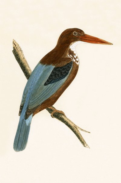 Smyrna Kingfisher, Illustration from 