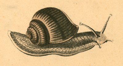 Snail by English School