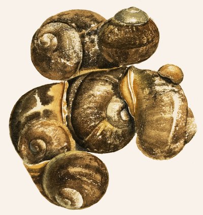 Snail Shells by English School