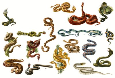 Snakes by English School