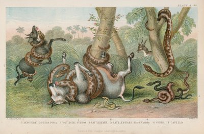 Snakes by English School