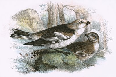 Snow Bunting by English School