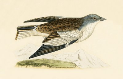 Snow Finch, illustration from 