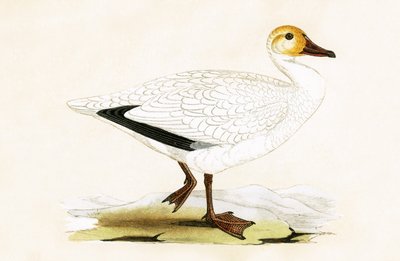 Snow Goose, Illustration from 
