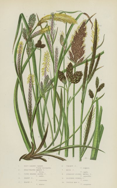 Soft Brown Carex, Bracteated Marsh Carex, Close Headed Alpine Carex, Hoary Carex, Black Carex by English School
