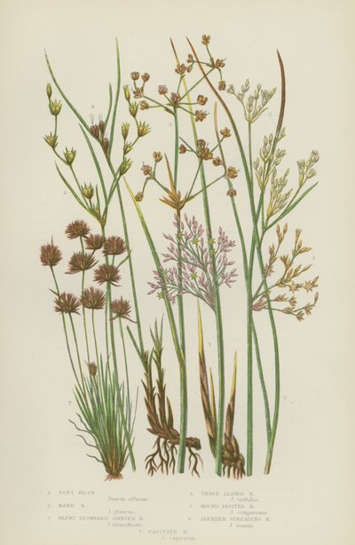 Soft Rush, Hard Rush, Blunt Flowered Jointed Rush, Three Leaved Rush, Round Fruited Rush by English School