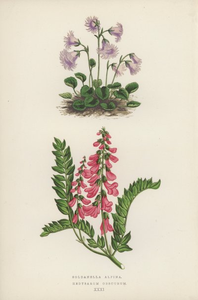 Soldanella Alpina; Hedysarum Obscurum by English School