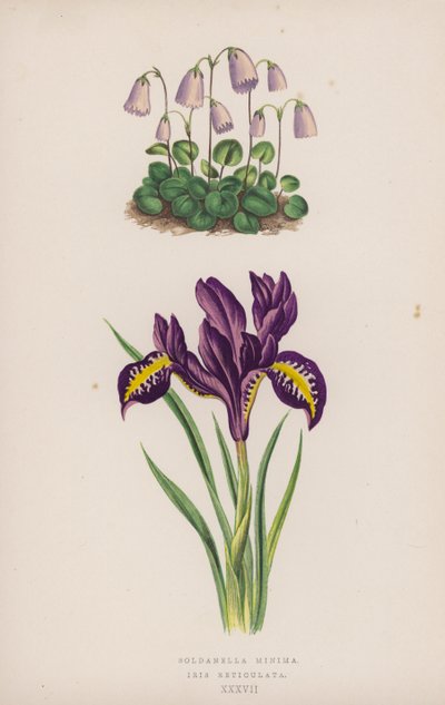 Dwarf Snowbell; Reticulated Iris by English School