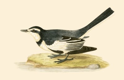 Sombre Wagtail by English School