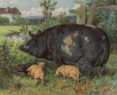 Sow and piglets by English School