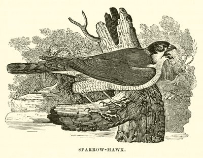 Sparrow-Hawk (engraving) by English School