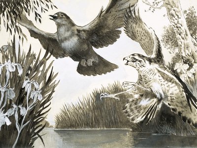 Sparrowhawk Attacking Dove by English School