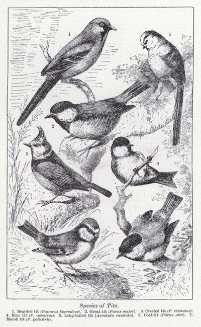 Species of Tits by English School