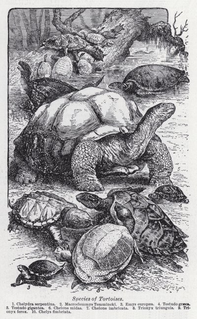 Species of Tortoises by English School