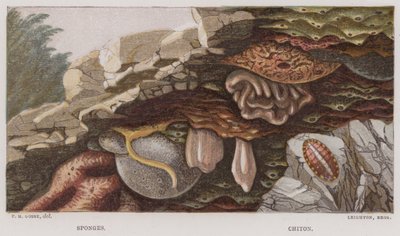 Sponges, Chiton by English School