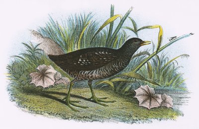 Spotted Crake by English School