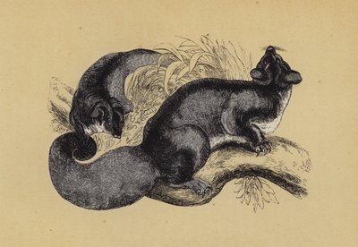 Squirrel Petaurus by English School