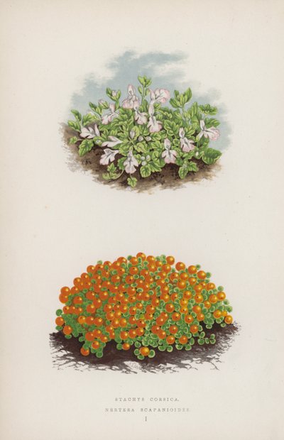 Stachys Corsica; Nertera Scapanioides by English School