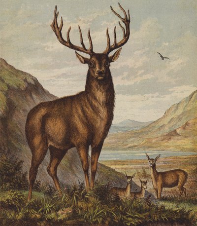 Stag by English School