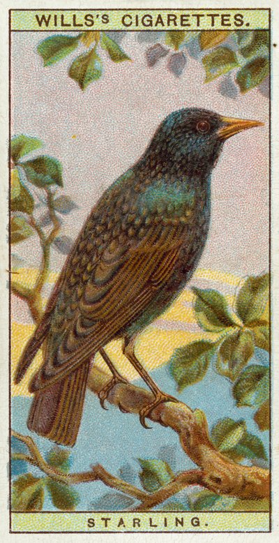 Starling by English School