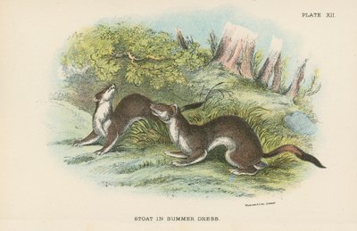 Stoat in Summer Dress by English School