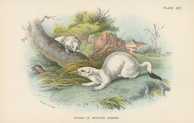 Stoat in Winter Dress by English School