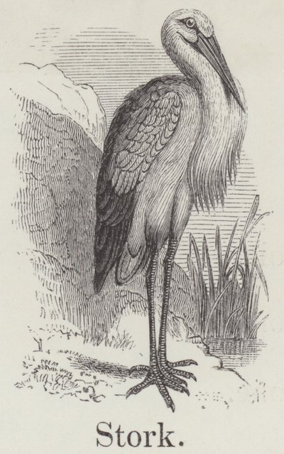 Stork by English School