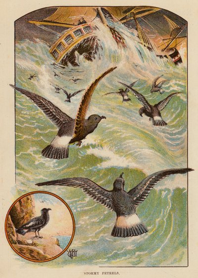 Stormy Petrels by English School