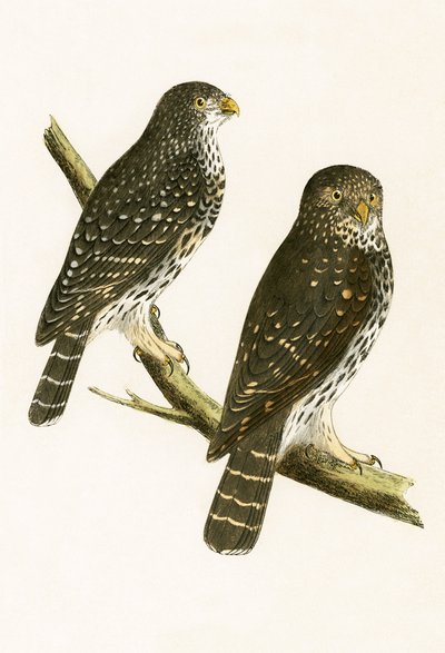 Strix Pusilla, illustration from 