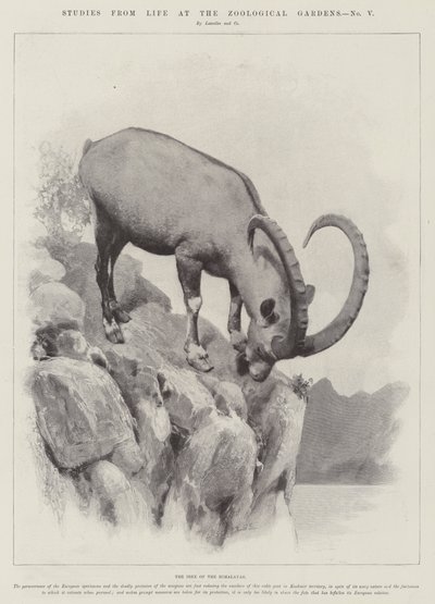 Studies from Life at the Zoological Gardens (engraving) by English School