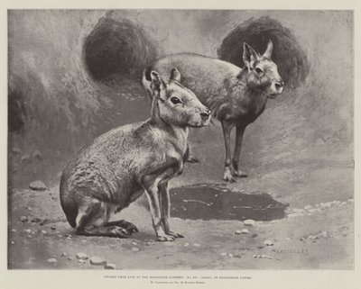 Studies from Life at the Zoological Gardens, Maras, or Patagonian Cavies by English School