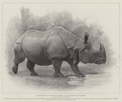 Studies from Life at the Zoological Gardens, the Great Indian Rhinoceros by English School