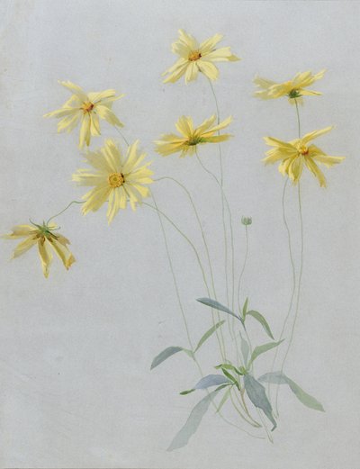 Study of Yellow Daisies, a Design for Wallpaper by English School