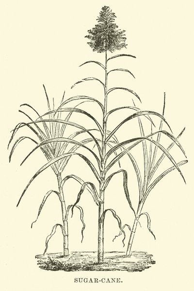 Sugar-cane by English School