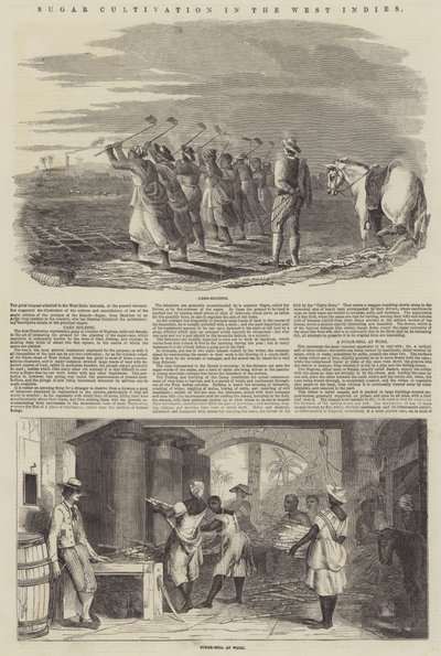 Sugar Cultivation in the West Indies by English School
