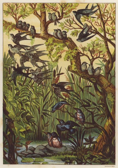 Summer evening with birds by English School