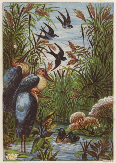 Summer Morning with Birds by English School