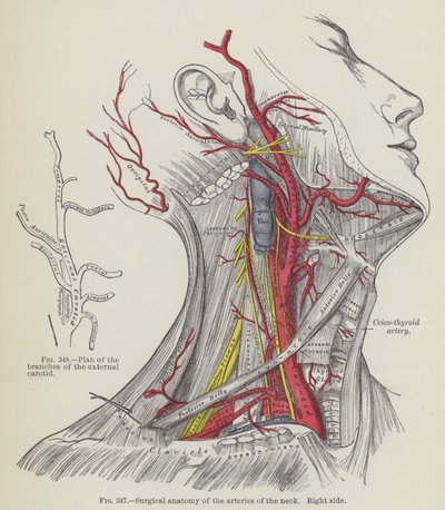 Surgical anatomy of the arteries of the neck, right side by English School