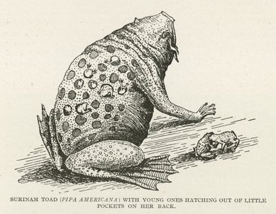 Surinam Toad by English School