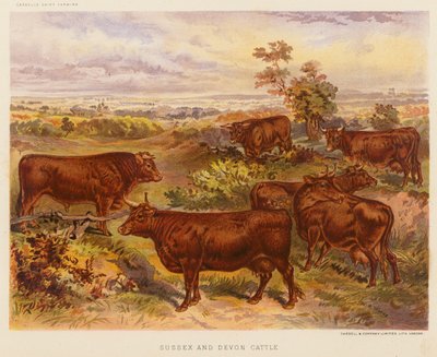 Sussex and Devon Cattle by English School