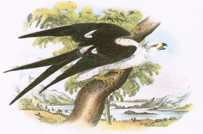 Swallow-Tailed Kite by English School