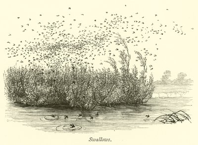 Swallows by English School