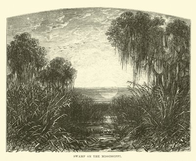 Swamp on the Mississippi by English School