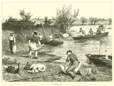 Swan-Upping by English School