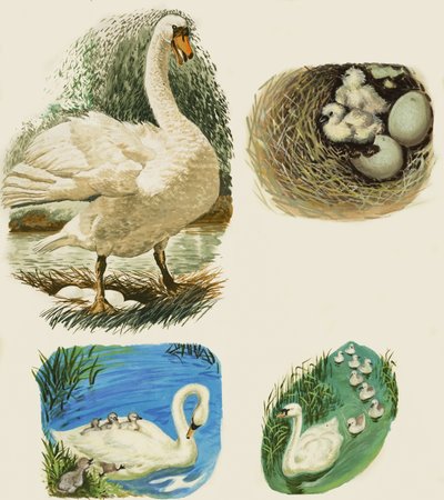 Swans by English School