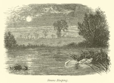 Swans Sleeping by English School