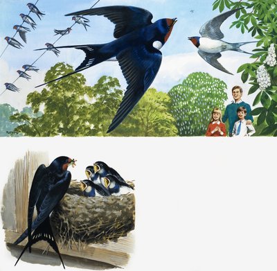 Swifts by English School
