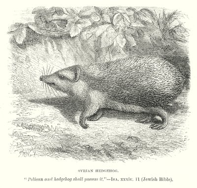 Syrian Hedgehog by English School